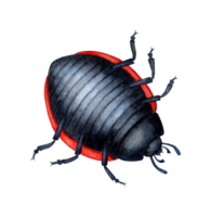 Ladybug upside down watercolor png