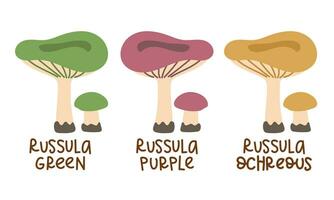 Vector illustration set is a collection of colored russula with inscriptions isolated on a white background. A flat tender group of colored mushrooms. Children's education, a study guide