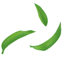 green tea leaf png