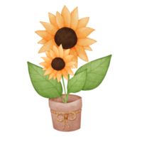 Sunflower, watercolor, summer png