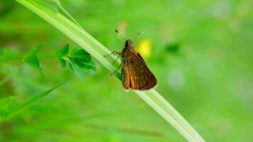 fermer coup de marron papillon sur une Haut de vert herbe dans le champ, Naturel insecte sur métrage scène. papillon repose sur une feuille dans le Carpates montagnes. lent mouvement. macro coup video