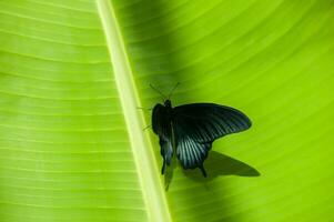 The beauty of the colors and pattern of a butterfly photo