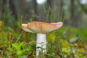 Detail of a wild mushrooms in their natural environment photo