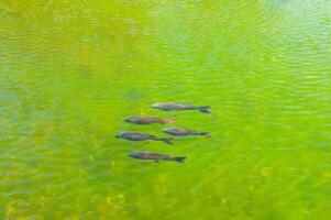 Fish in a transparent green water lake photo