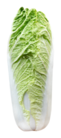 Chinese cabbage vegetable png