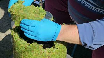 The process of making homemade grape wine. A winemaker collects grape pulp from a hydraulic press. video