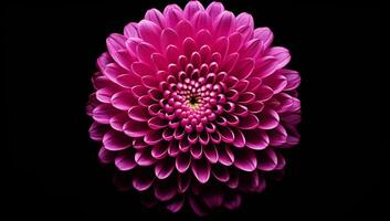 Close up of pink chrysanthemum flower on dark background. AI generated photo