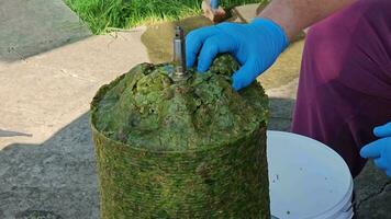 The process of making homemade grape wine. A winemaker collects grape pulp from a hydraulic press. video