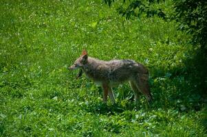 Fox in a nature reserve in Canada photo