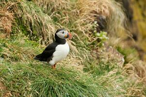 Cliffs of Latrabjarg, the Puffin Sanctuary, Iceland photo