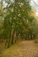 The natural beauty of autumn colors and falling leaves photo