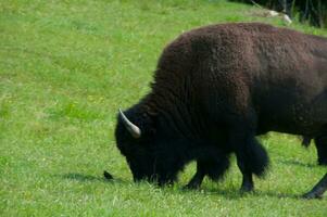 grande bisonte en un naturaleza reserva en Canadá foto