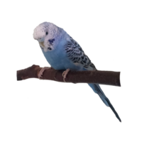 periquito, loro en un rama png