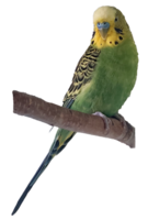 budgie, parrot on a branch png