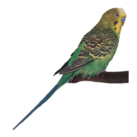 periquito, loro en un rama png