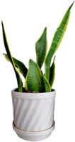 sansevieria plante dans une blanc pot png