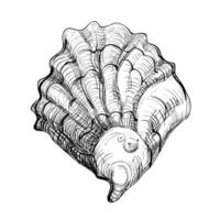 Black and white illustration of oysters isolated on a white background. Vector graphics of shellfish.