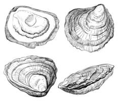 Oyster vector set. Oyster shells, hand drawn. Fresh oysters isolated on white background, linear sketch. Engraving effect, ink fox. Clipart for logo, menu.