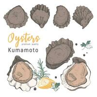 Hand drawn kumamoto oysters on white background. Vintage oyster shell illustration, great design for any purposes . Gourmet food of festival. Vector icon. Linear sketch for restaurant and cafe menu.