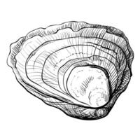 Oyster vector. Oyster shells drawn by hand. Fresh oysters isolated on white background, linear sketch. Engraving effect, ink fox. Clipart for logo, menu. vector