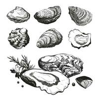 Hand drawn sketch oyster set. Seafood cuisine and dishes poster. Vector illustration oyster shell on white background.