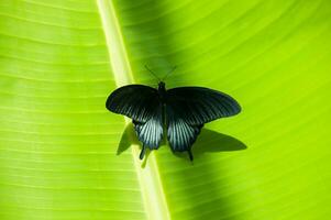 el belleza de el colores y modelo de un mariposa foto