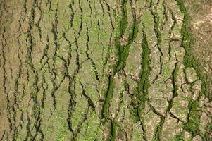 The Ponsul River is a affluent of the Tejo River, in Portugal, and is a very large river. At this time it is completely dry, without water and with its bed cracked due to climate change photo