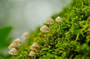 Detail of a wild mushrooms in their natural environment photo