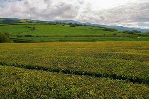 té plantación campo en azores foto