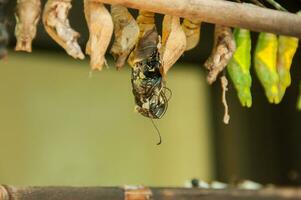 Butterfly nursery still in the cocoon photo