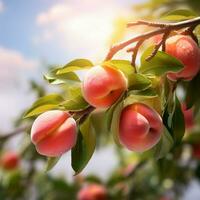 Illustration of freshly peaches on the peach tree photo