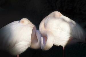 Flamingos with heads tucked in sleeping photo