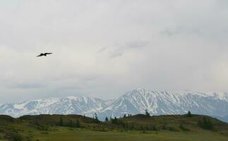 Gorny Altai, Russia, Severo-Chuisky ridge, Belukha Mountain, mountain pass, Chuisky Valley, bird in the sky, far from civilization photo