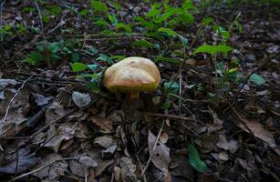 detalle de un salvaje hongos en su natural ambiente foto