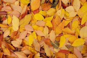 Orange yellow autumn leaves top view. Autumn season aesthetic natural background photo