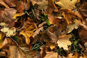 Orange yellow autumn leaves top view. Autumn season aesthetic natural background photo