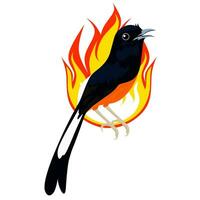 Murai batu illustration vector graphics. Open the beak. suitable for bird logo design. with fire.