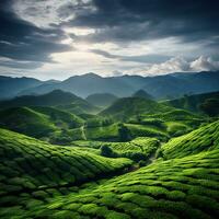 Landscape tea plantation in Malaysia. AI Generative photo