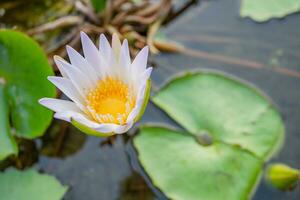 Purple and white flower blossom of Lotus flower Nymphaea over the fish pond. The photo is suitable to use for botanical content media and flowers nature photo background.