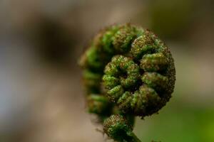 Green shoots of eagle fern Pteridium aquilinum when spring time. The photo is suitable to use for nature background, botanical content media and nature poster.