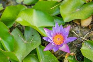 púrpura y blanco flor florecer de loto flor ninfea terminado el pescado estanque. el foto es adecuado a utilizar para botánico contenido medios de comunicación y flores naturaleza foto antecedentes.