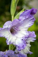 Close up photo of gladiolus flowers