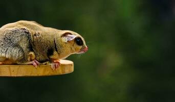 The white faced pet sugar glider, which was perched on its playground, was being held by a child's hand photo