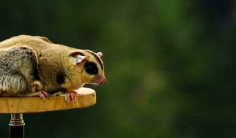 The white faced pet sugar glider, which was perched on its playground, was being held by a child's hand photo