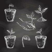 Hand-drawn sketch of plants in biodegradable peat moss pots and tree sprout in hand on chalkboard background. Eco concept. Doodle vector outline doodle icon.