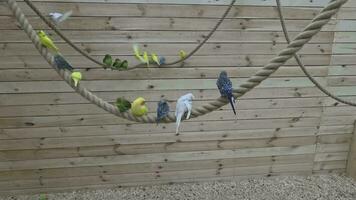 Lots of little colorful parrots sitting on a rope video