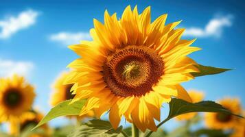 Sunflower with blue sky AI Generated photo