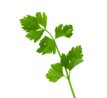 single parsley leaf isolated png