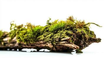 Tree branch covered with green moss isolated in background. AI Generative photo