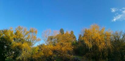 The natural beauty of autumn colors and falling leaves photo